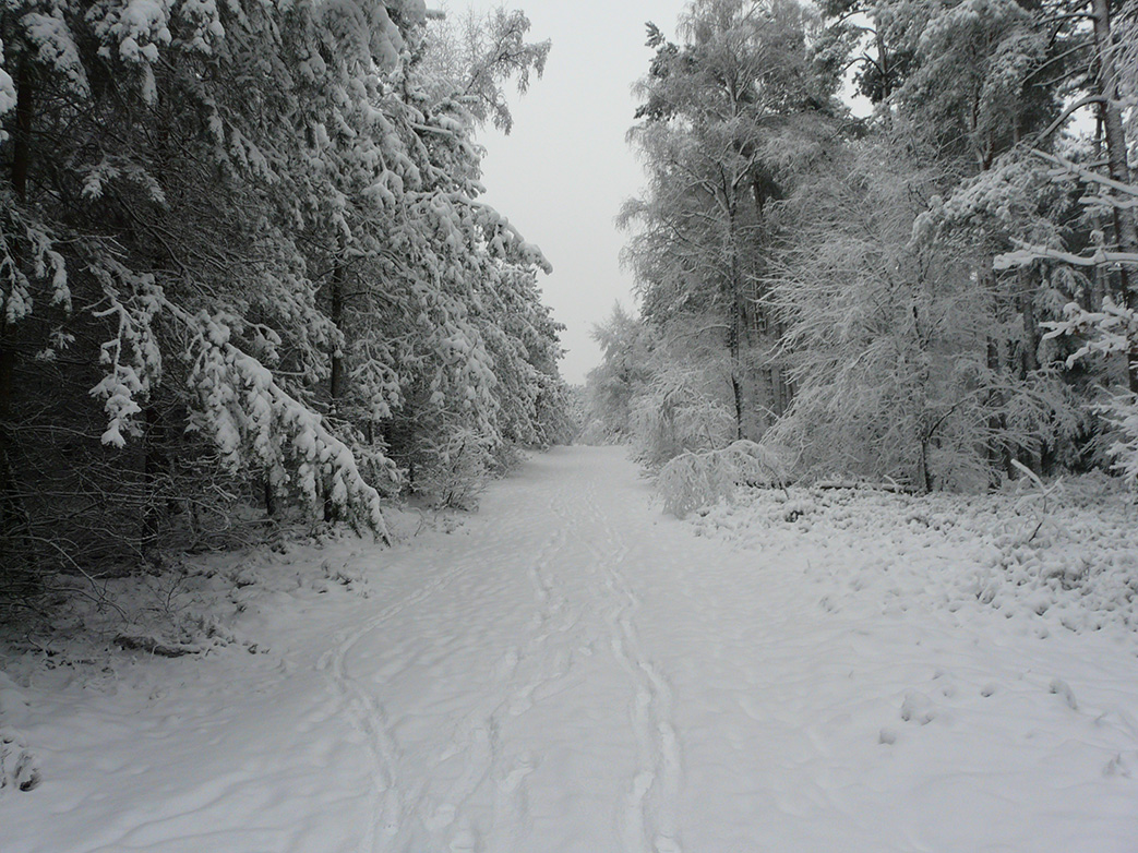 Winter in het bos Louis Fraanje