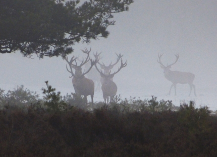 6hertenindemistZes geweidragers in de mist - Foto: ©Fransien Fraanje