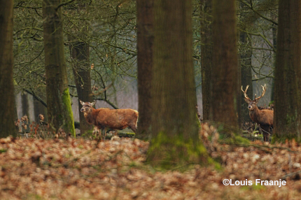 Een 'onttroonde' koning tussen de bomen van het Veluwse bos en een trots jong hert - Foto: ©Louis Fraanje