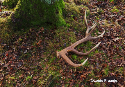 Een afgeworpen geweistang van een ander hert ergens in het Veluwse bos - Foto: ©Louis Fraanje