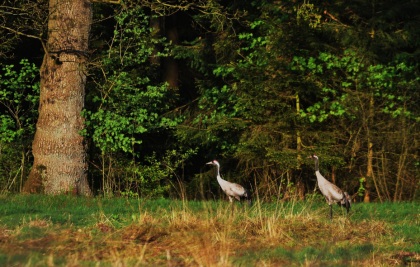 Het paartje kraanvogels op de Lüneburger Heide - Foto: Louis Fraanje (klik om te vergroten)