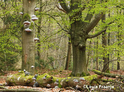 Dode bomen liggen onder de levende bomen - Foto: ©Louis Fraanje
