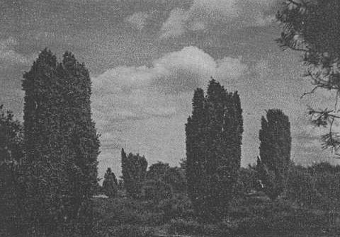 Cypressen van 't heideland (Otterlose bos) Foto: Jac.Gazenbeek