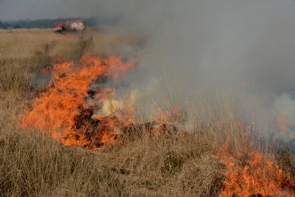 Heidebrand op de Hoge Veluwe - Foto: ©Florus van den Berg