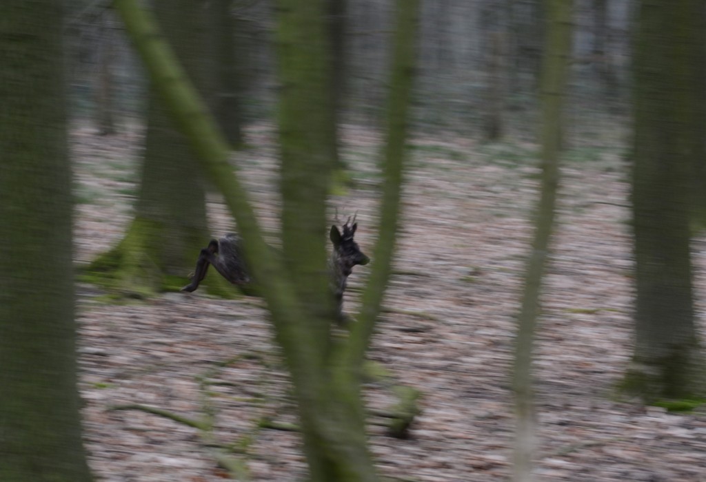 Als een speer door het bos - Foto: ©Louis Fraanje