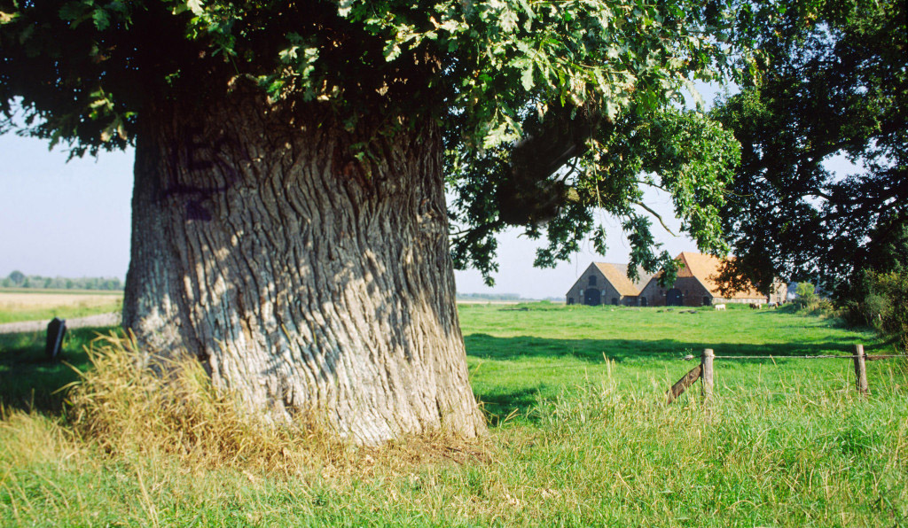 Een dikke tak van de eik wijst naar de boerderij - Foto: ©Gerrit de Graaff