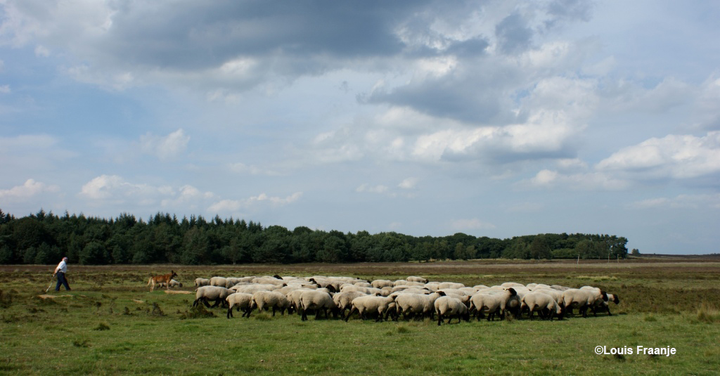 Herder Cos, dwalend met zijn kudde over de Elspeter Heide - Foto: ©Louis Fraanje