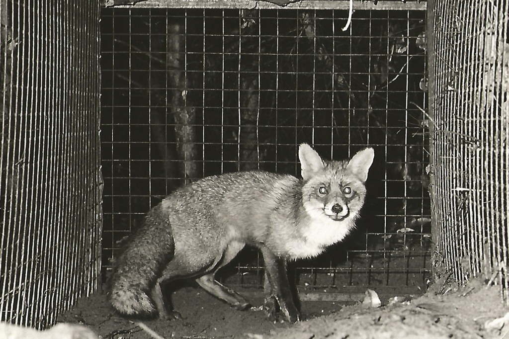 Mooie volwassen gevangen vos, alias Vulpes Vulpes.