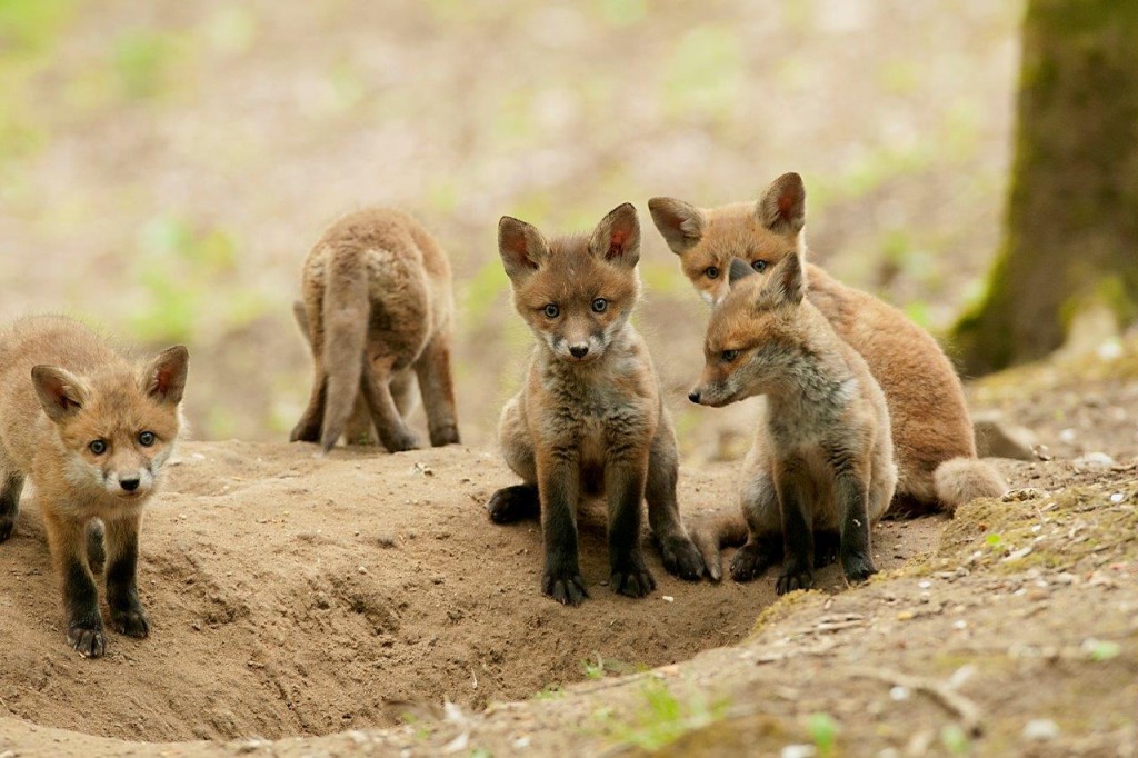 Jonge vosjes 5x d.d. 30-april-2015 nabij Arnhem