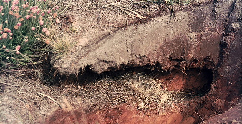 bk19nattapuit2Het nest van de tapuit in een oud konijnenhol. Nadat de jongen waren uitgevlogen hebben we het hol opengewerkt - Foto: Gerrit de Graaff