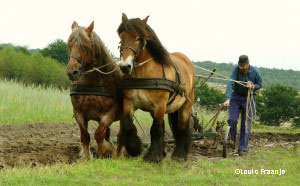 Ploegende paarden - Foto: ©Louis Fraanje