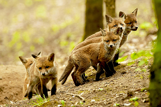 5x jonge vosjes bij Arnhem d.d. 30-april-2015