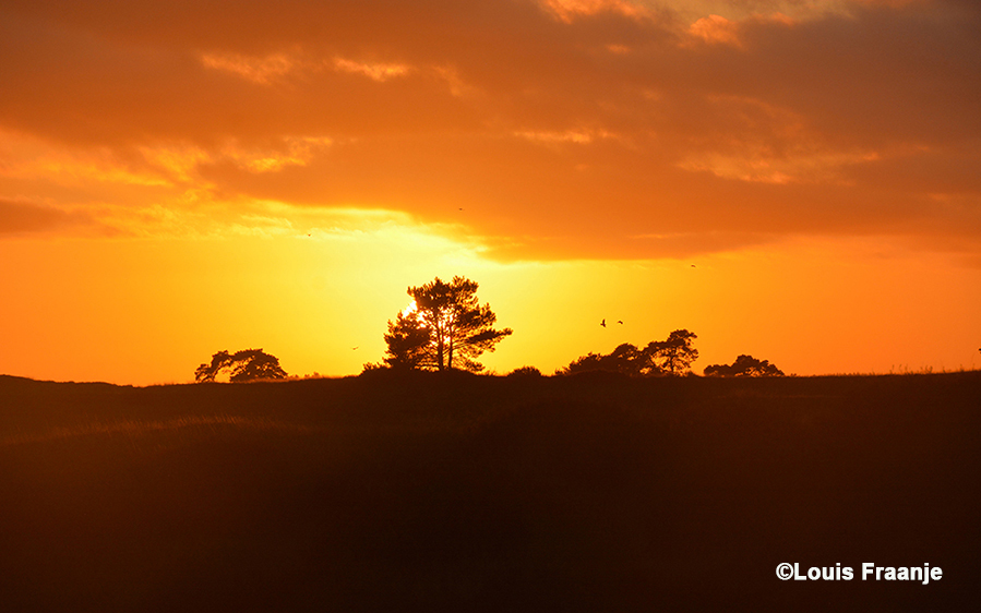 Zonsondergang op de Veluwe - Foto: ©Louis Fraanje