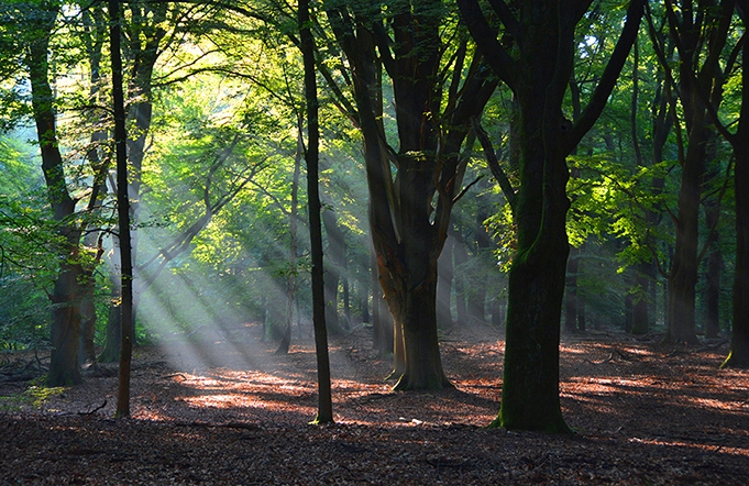 Ochtendgloren in het bos op de Veluwe - Foto: ©Louis Fraanje