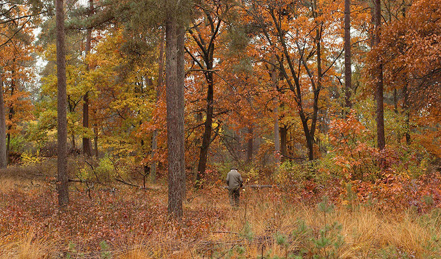 Louis aan de wandel in het herfstbos op de Veluwe - Foto: ©Samuel Otte