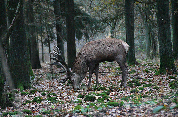lfb_4851Daar stond hij op zijn gemak tussen de bladeren te neuzelen - Foto: ©Louis Fraanje