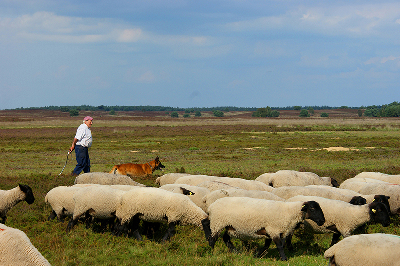 De Elspeetse schaapskudde met herder Cos Mouw en zijn trouwe hond - Foto: ©Louis Fraanje