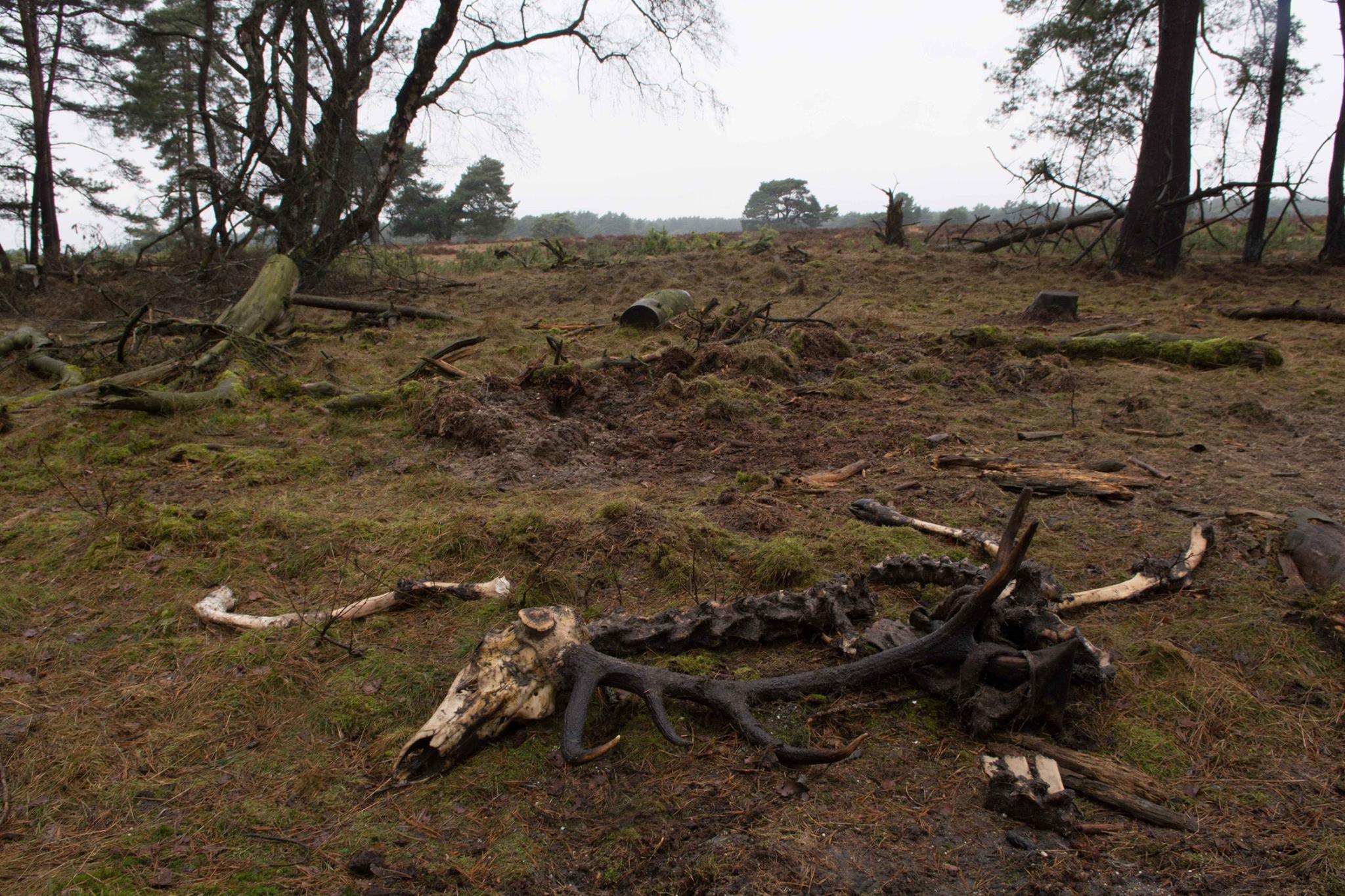 De overblijfselen van het hert "De Griimbaard" - Foto: ©NP De Hoge Veluwe