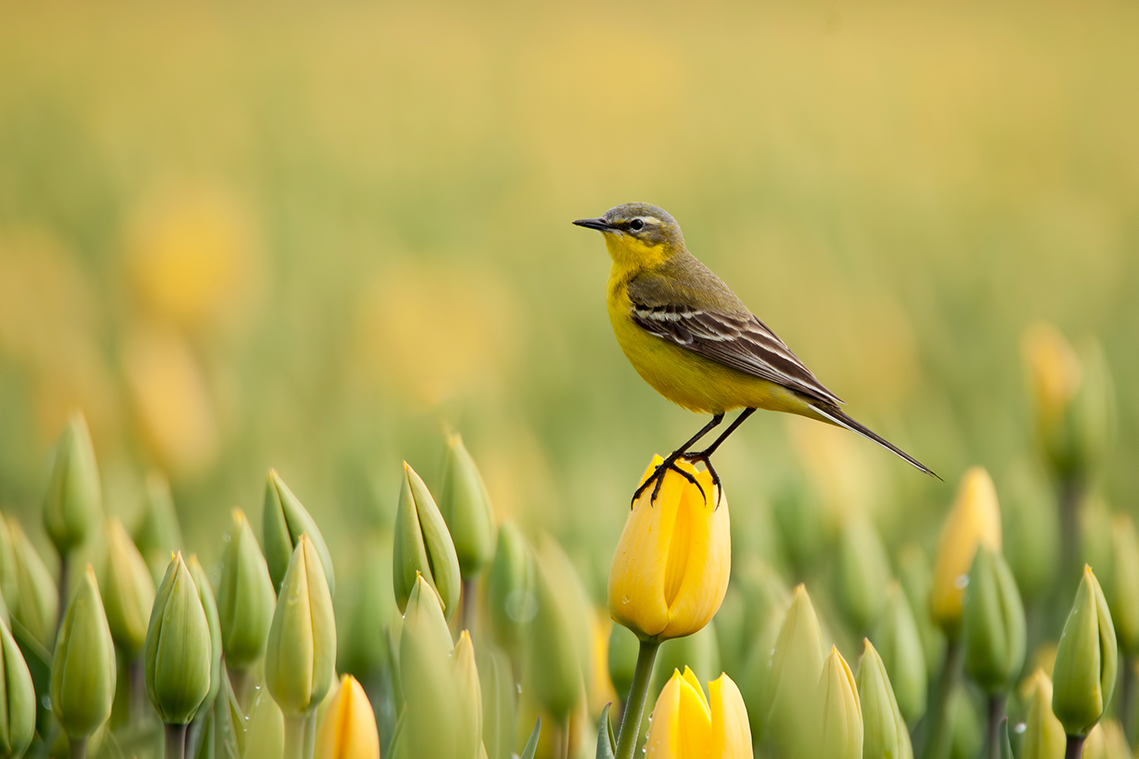 De winnende foto van de Gele Kwikstaart op een gele tulp - - Foto: ©Ina Hendriks- Schaafsma