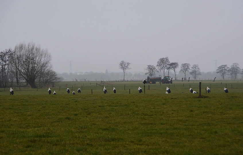 Zestien ooievaars op een rij in het weiland - Foto: ©Louis Fraanje