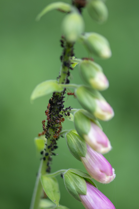 De plant wordt deze veelvuldig bezocht door bladluis - Foto: ©Willem Mourik