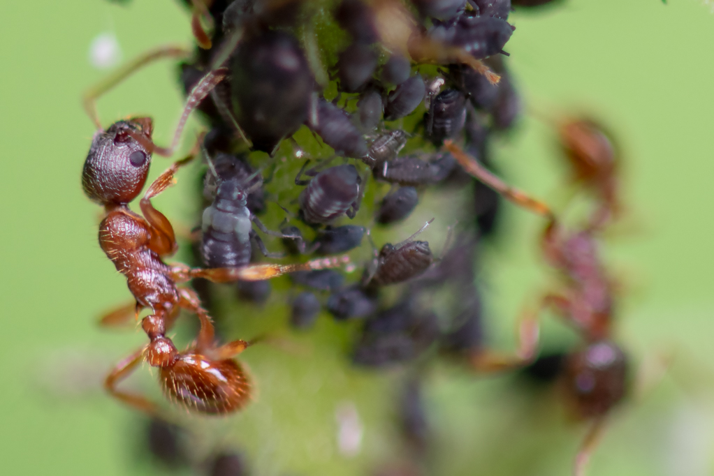 Mieren zijn druk bezig om de bladluizen te “melken” - Foto: ©Willem Mourik