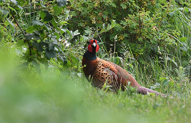 ... zal de fazant niet leuk vinden - Foto's: ©Louis Fraanje