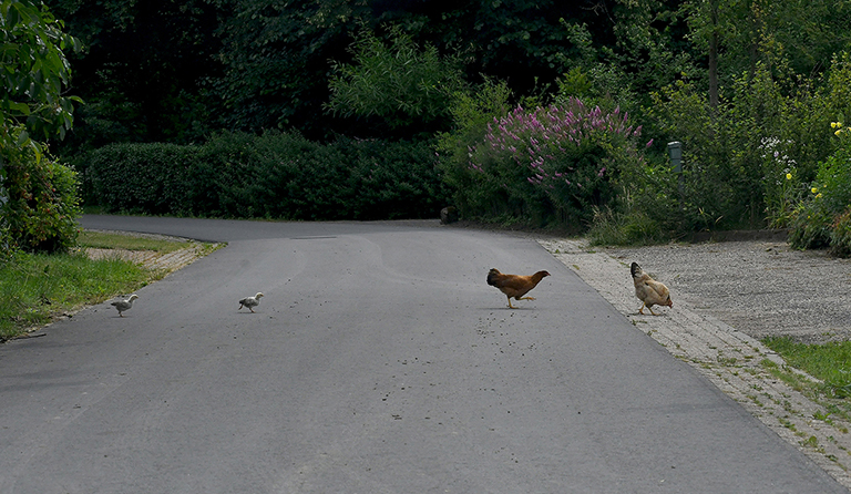 Kloek met kuikens steekt de Appenseweg in Voorst over - Foto: ©Louis Fraanje