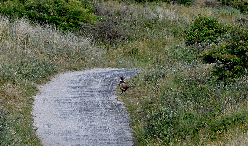 Dan... ineens steekt er een fazantenhaan het duinpad over – Foto: ©Fransien Fraanje