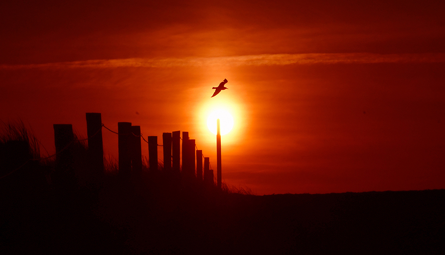 8 foto 8 Vogel en zonsondergang