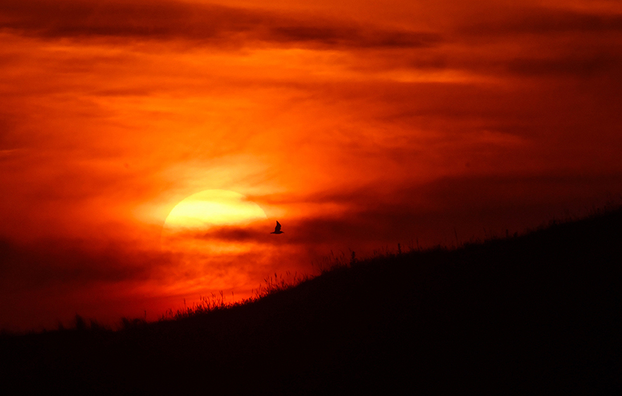 9 foto 9 Vogel vliegt bij zonsondergang Texel