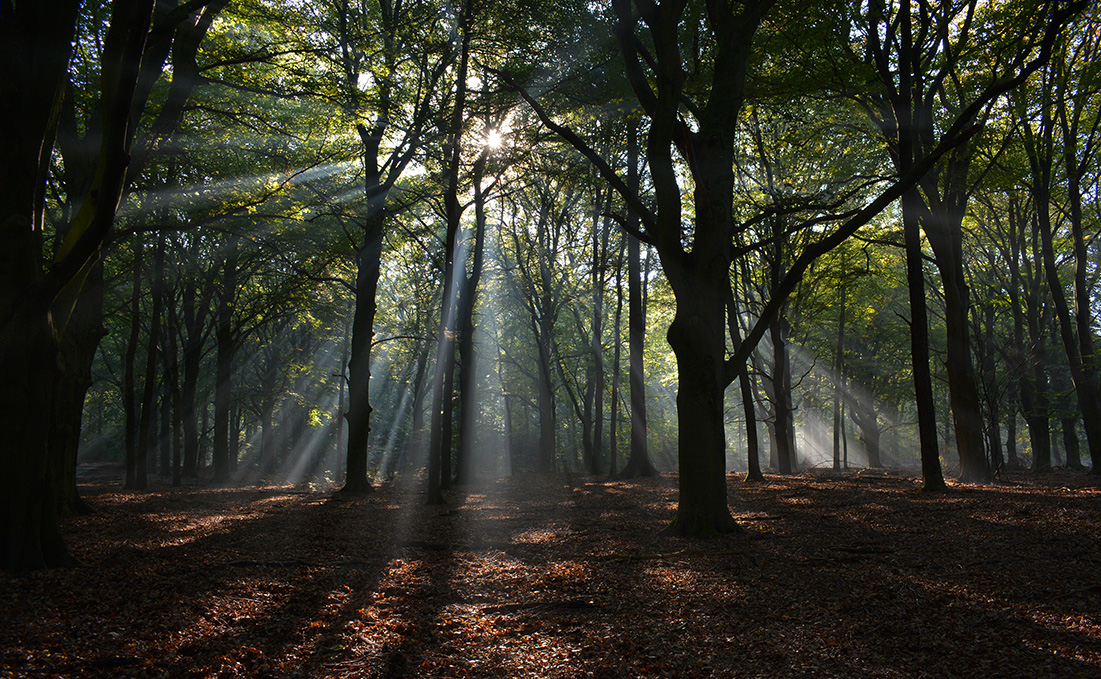 De zonnestralen breken door de boomkruinen heen - Foto: ©Louis Fraanje