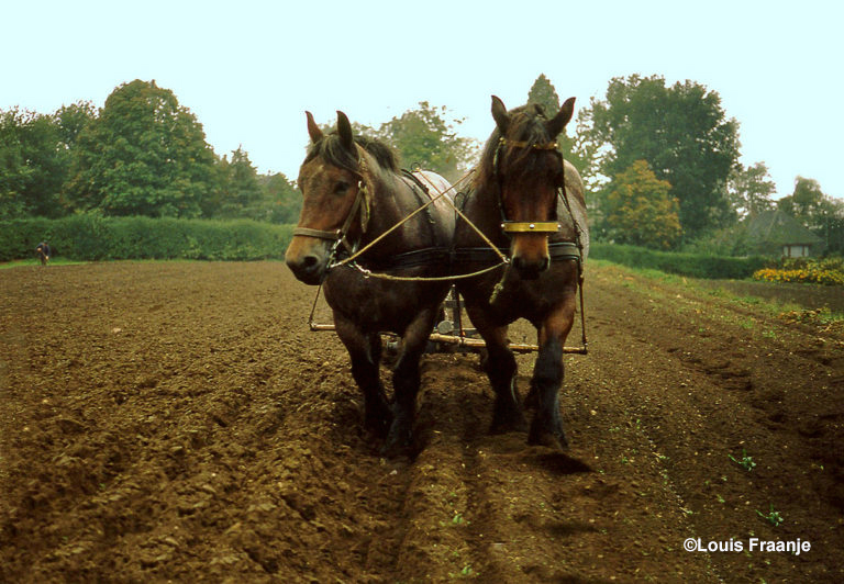 In plaats van trekkers worden paarden ingezet - Foto: ©Louis Fraanje