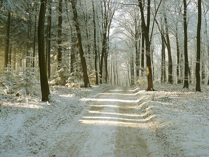 Speulderbos winter - – Foto: ©Louis Fraanje