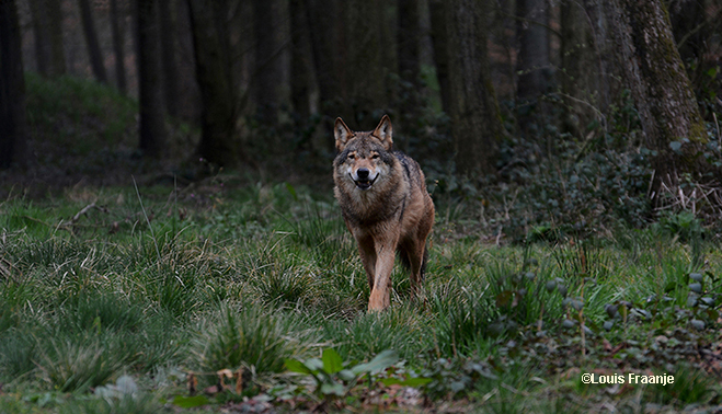 Moeflon heeft geen schijn van kans als de wolf zich vestigt op de Veluwe – Foto: ©Louis Fraanje