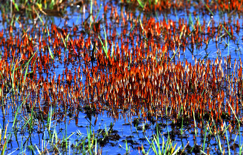 Een schitterende weerspiegeling van kleuren in het water – Foto: ©Louis Fraanje
