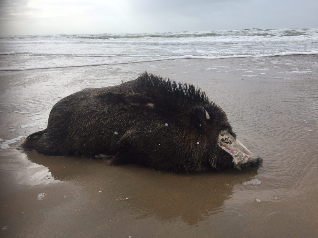 Het zwijn op het strand van Katwijk heeft zijn neus aardig beschadigd - Foto: ©J.C. Hus