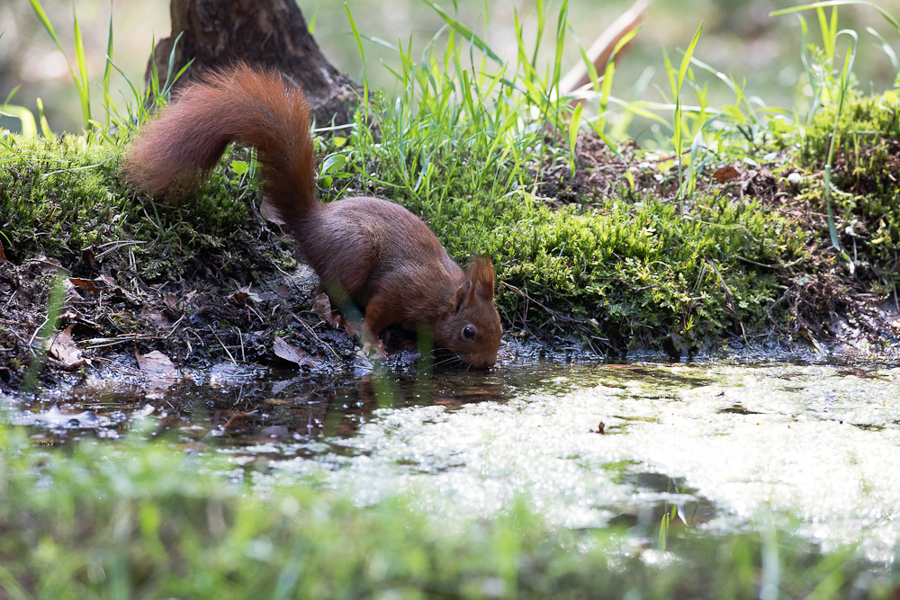 Nadat hij z'n dorst gelest had vertrok de eekhoorn weer – Foto: ©Manolito Jaarsma