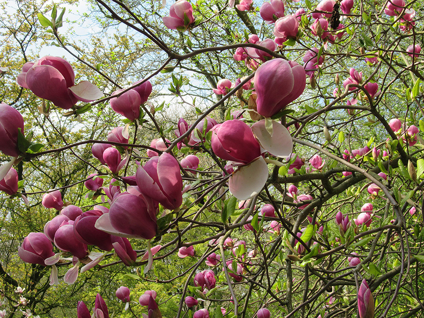 Bloemen van een magnolia lijken net gloeilampen...
