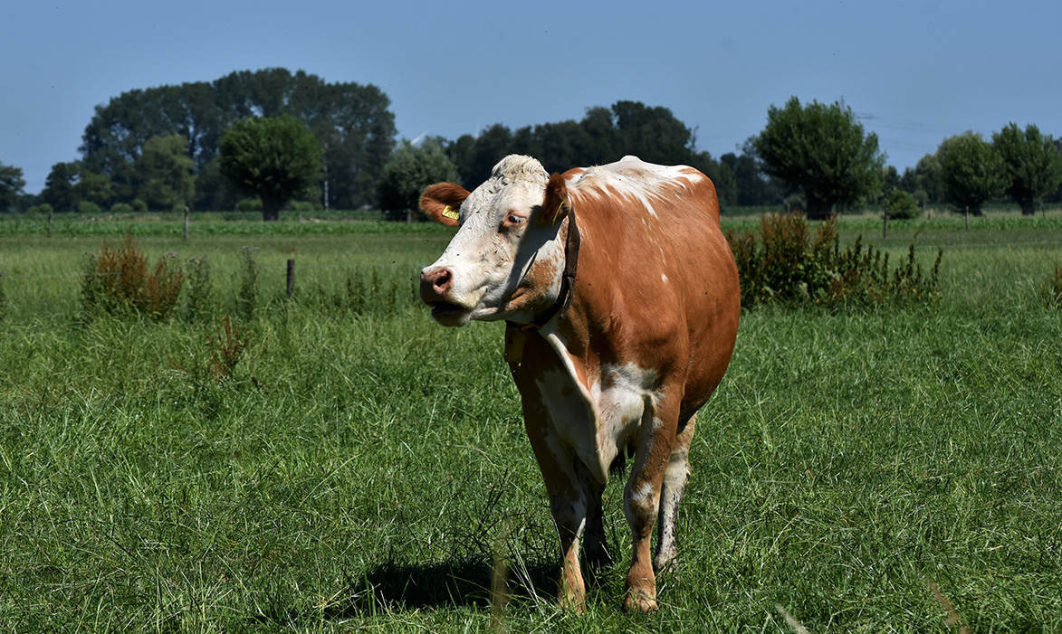 een starende koe - Foto's: © Louis Fraanje