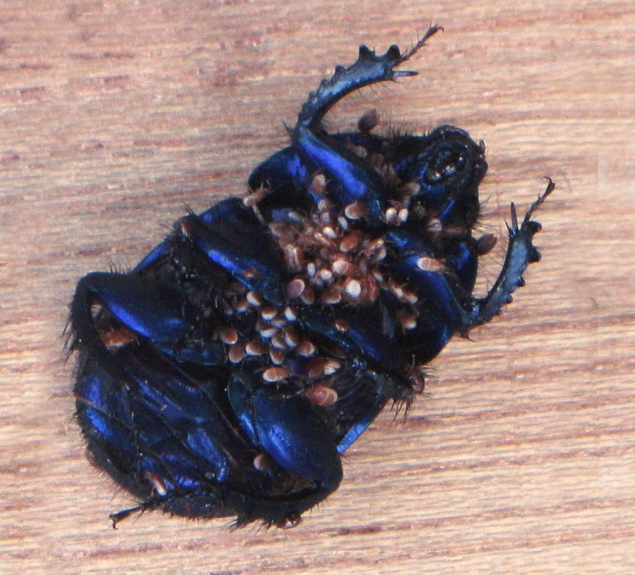 Onderkant van mestkever vol met parasieten - Foto: Wikipedia