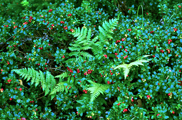 De rode Vossenbessen tussen het groen - Foto: ©Fransien Fraanje