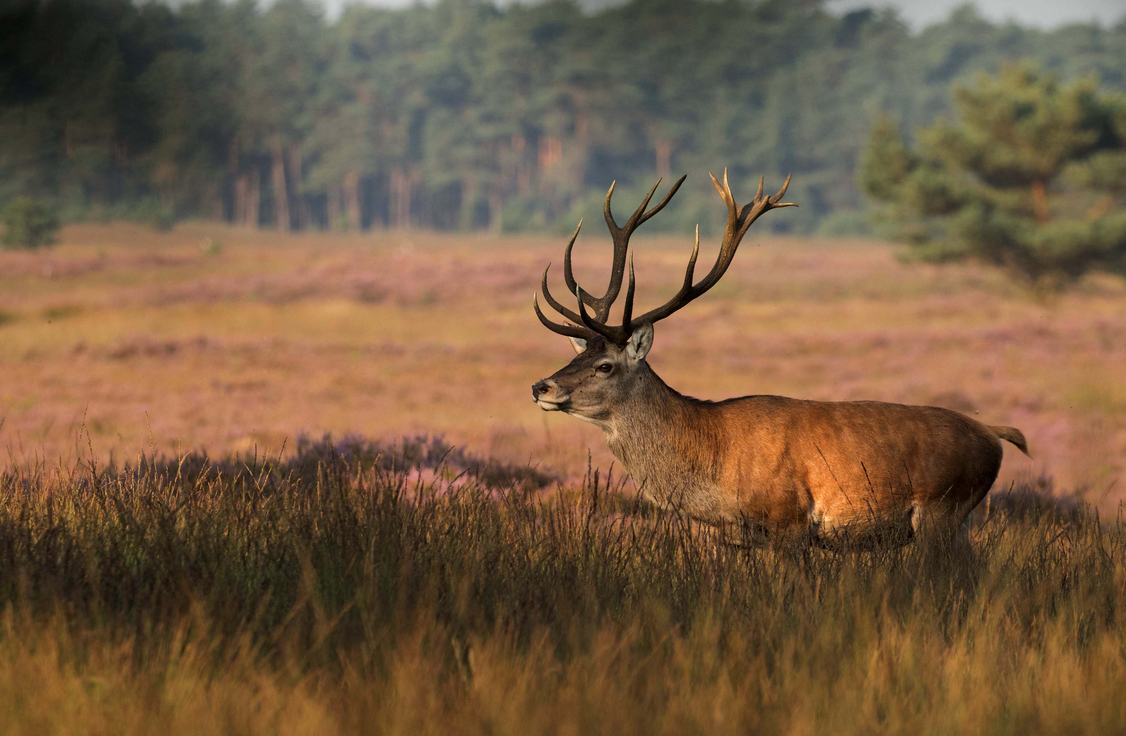 Een prachtig edelhert met op de achtergrond de bloeiende heide - Foto: ©De Veluwenaar