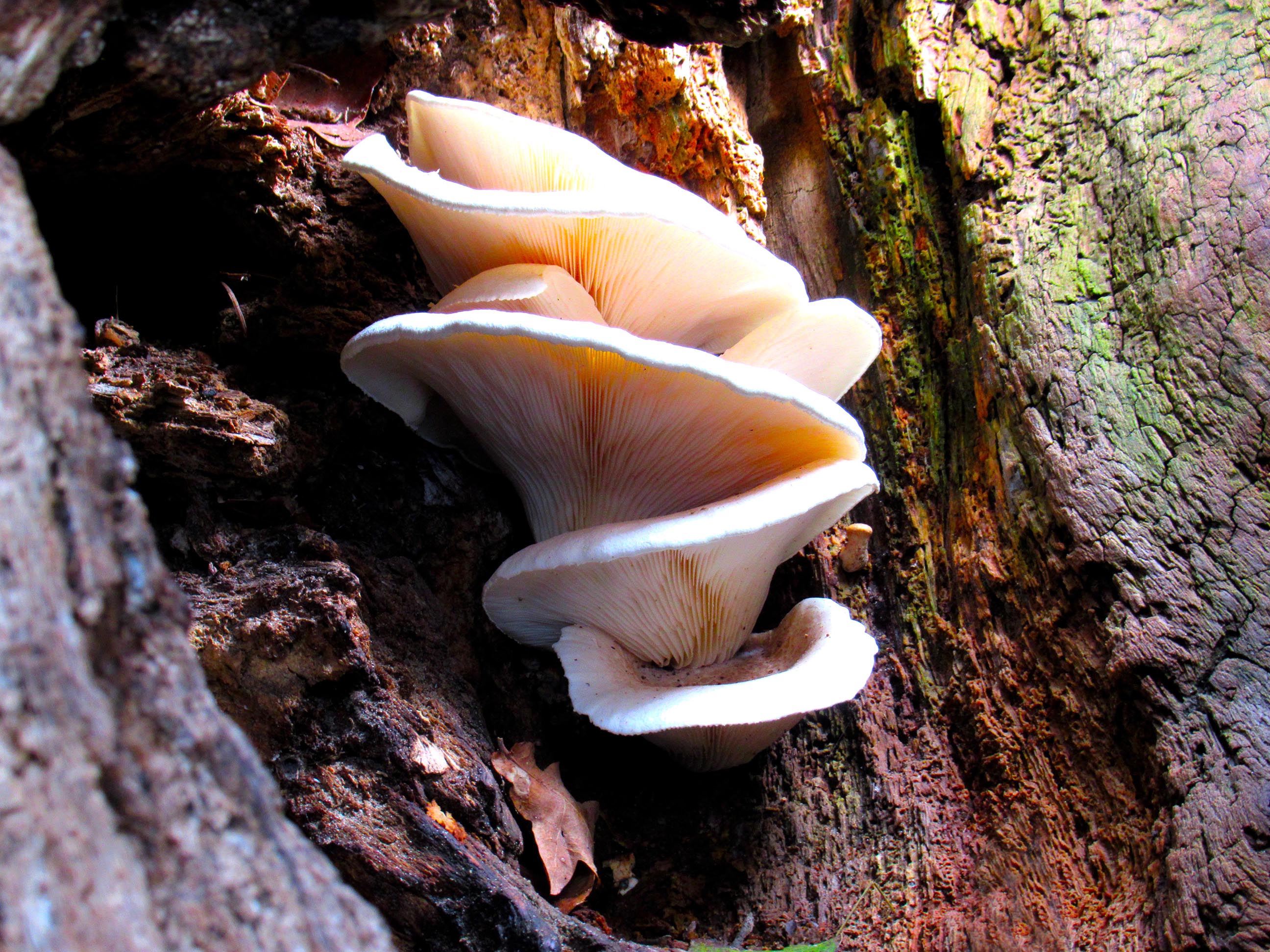 Onderin de holte van de boom zat deze Bleke Oesterzwam - Foto: ©Fransien Fraanje