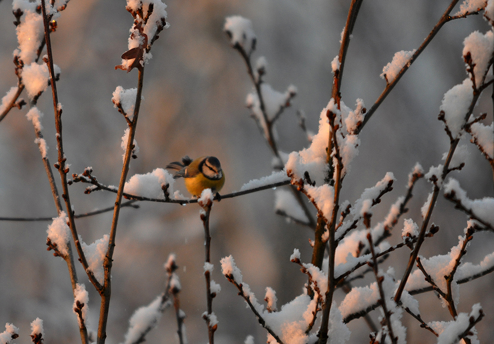 De pimpelmees met zijn blauwe petje geeft wat extra kleur aan de winter – Foto: ©Louis Fraanje