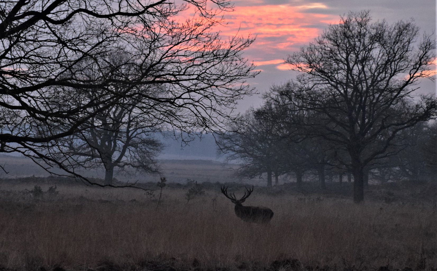 Hubertus op weg naar het open veld met op de achtergrond een prachtig avondrood – Foto: ©Nel Vlieland