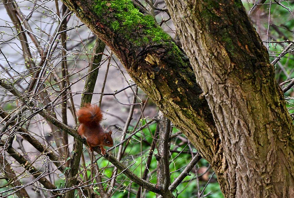 Zijn staart is onmisbaar bij zijn acrobatische toeren in de boom - Foto: © Louis Fraanje