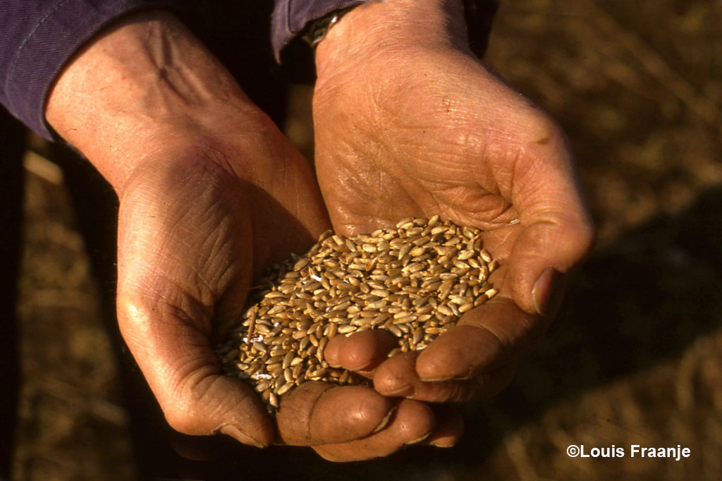 Werkende handen gevuld met graan van de oogst - Foto: ©Louis Fraanje