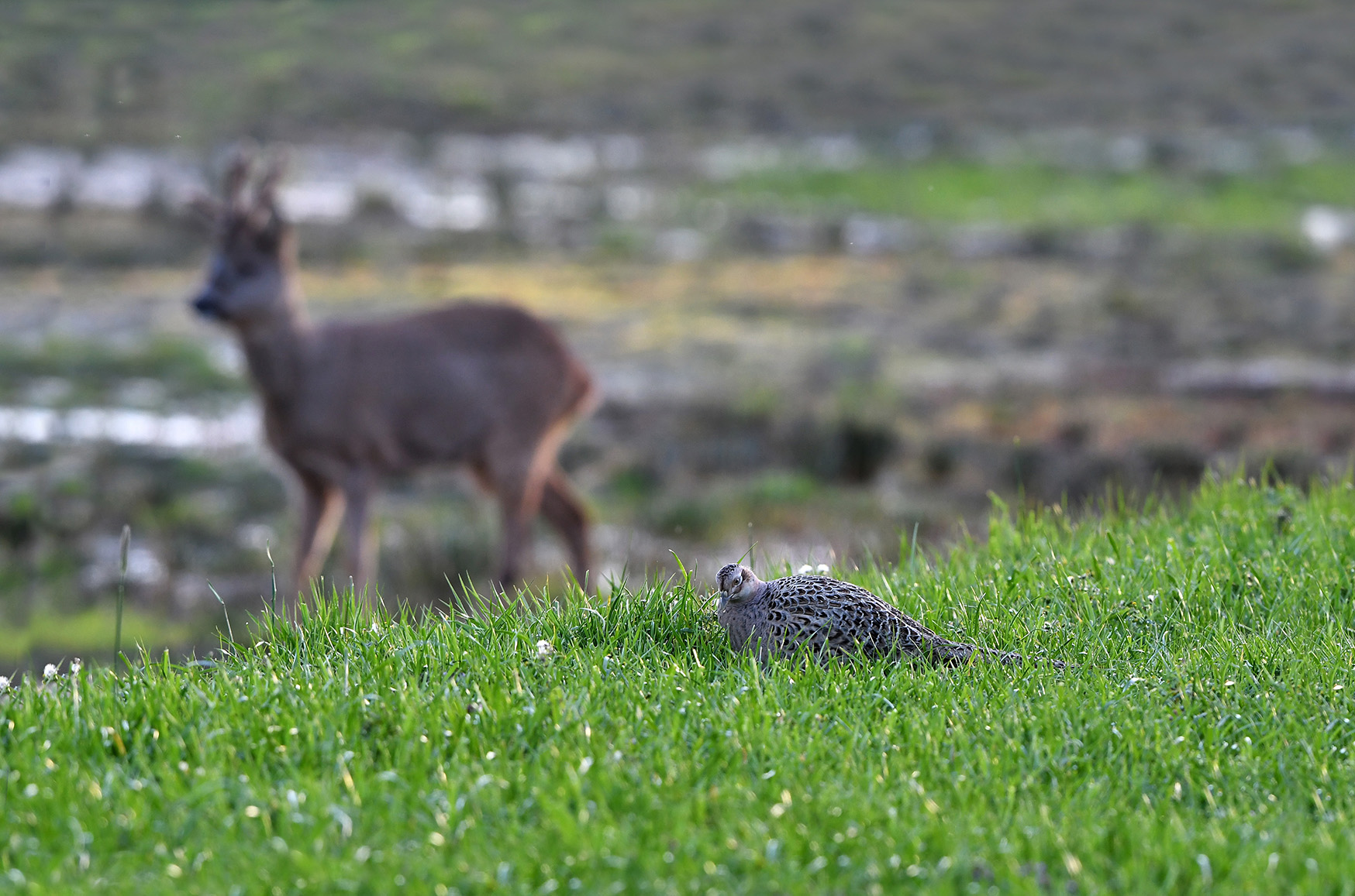  ...en een fazant in het gras - Foto's: ©Louis Fraanje