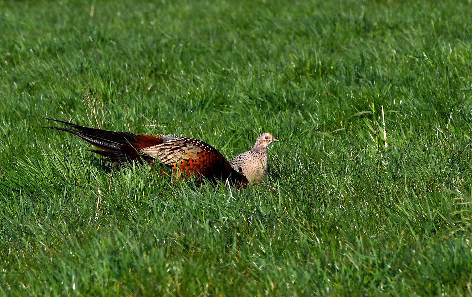 Een fazantenhaan probeert op allerlei manieren de aandacht te trekken - Foto: ©Louis Fraanje